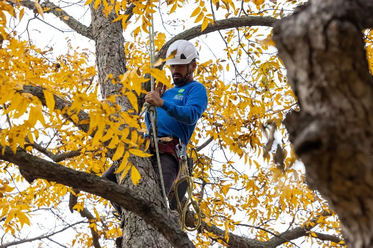 Skilled Tree Planing crew working in Saint Anthony