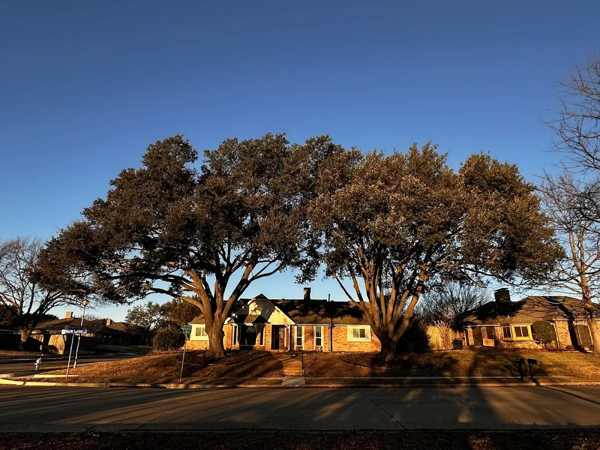 Established residential canopy tree shading a home in Saint Anthony
